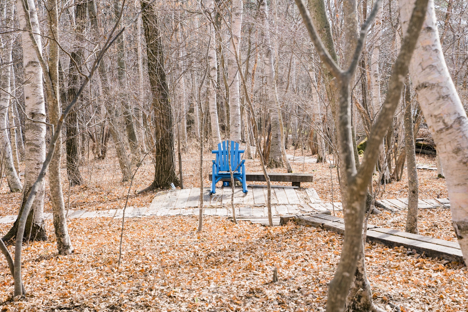 雑木林に置かれた椅子