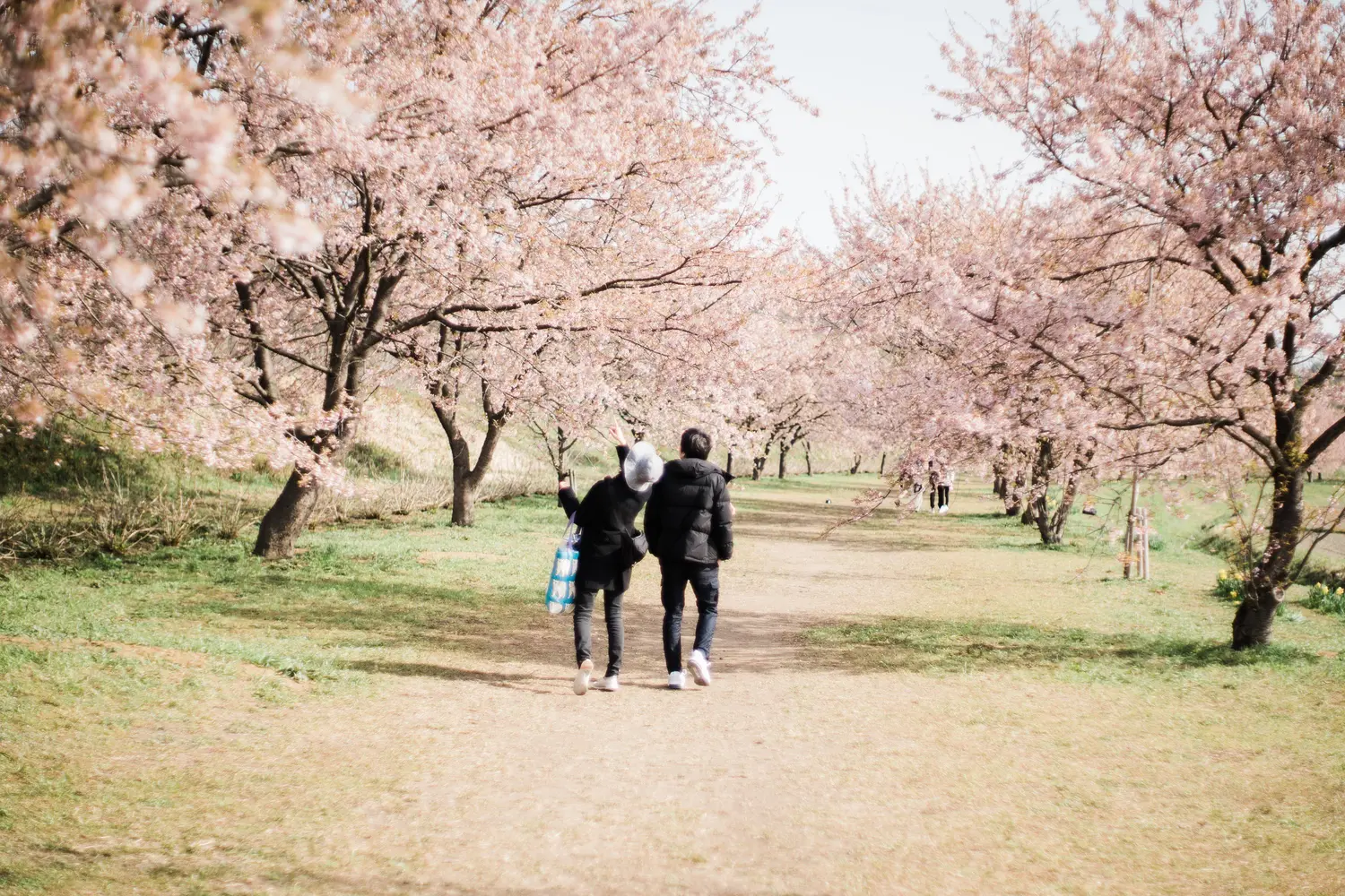 作例・レビュー】スーパータクマー 50mm f1.4で覗く北浅羽桜堤公園の桜