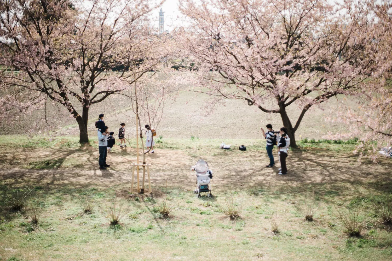 作例・レビュー】スーパータクマー 50mm f1.4で覗く北浅羽桜堤公園の桜