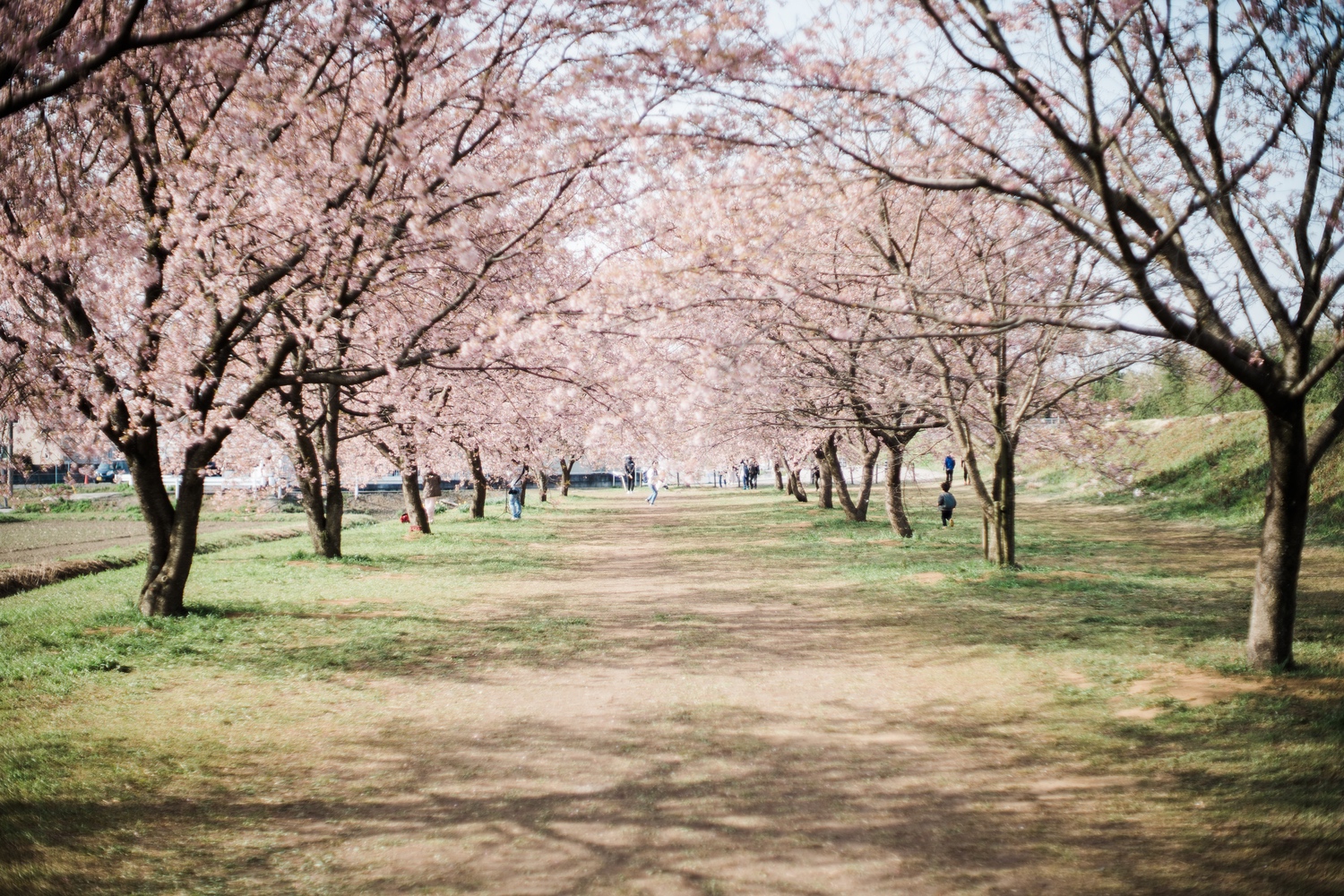 作例・レビュー】スーパータクマー 50mm f1.4で覗く北浅羽桜堤公園の桜 