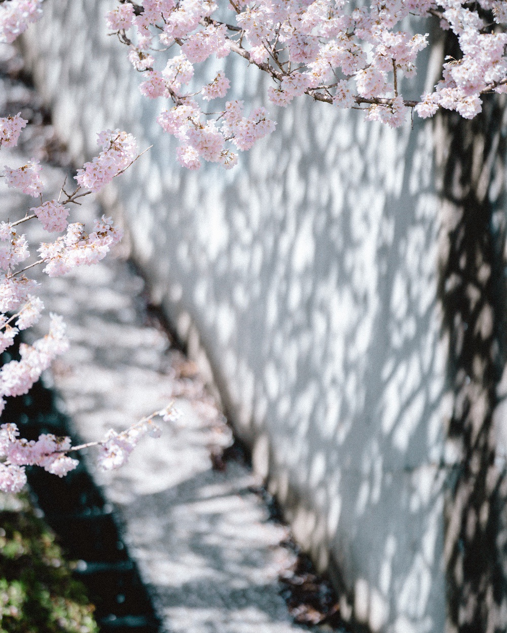 春めく桜