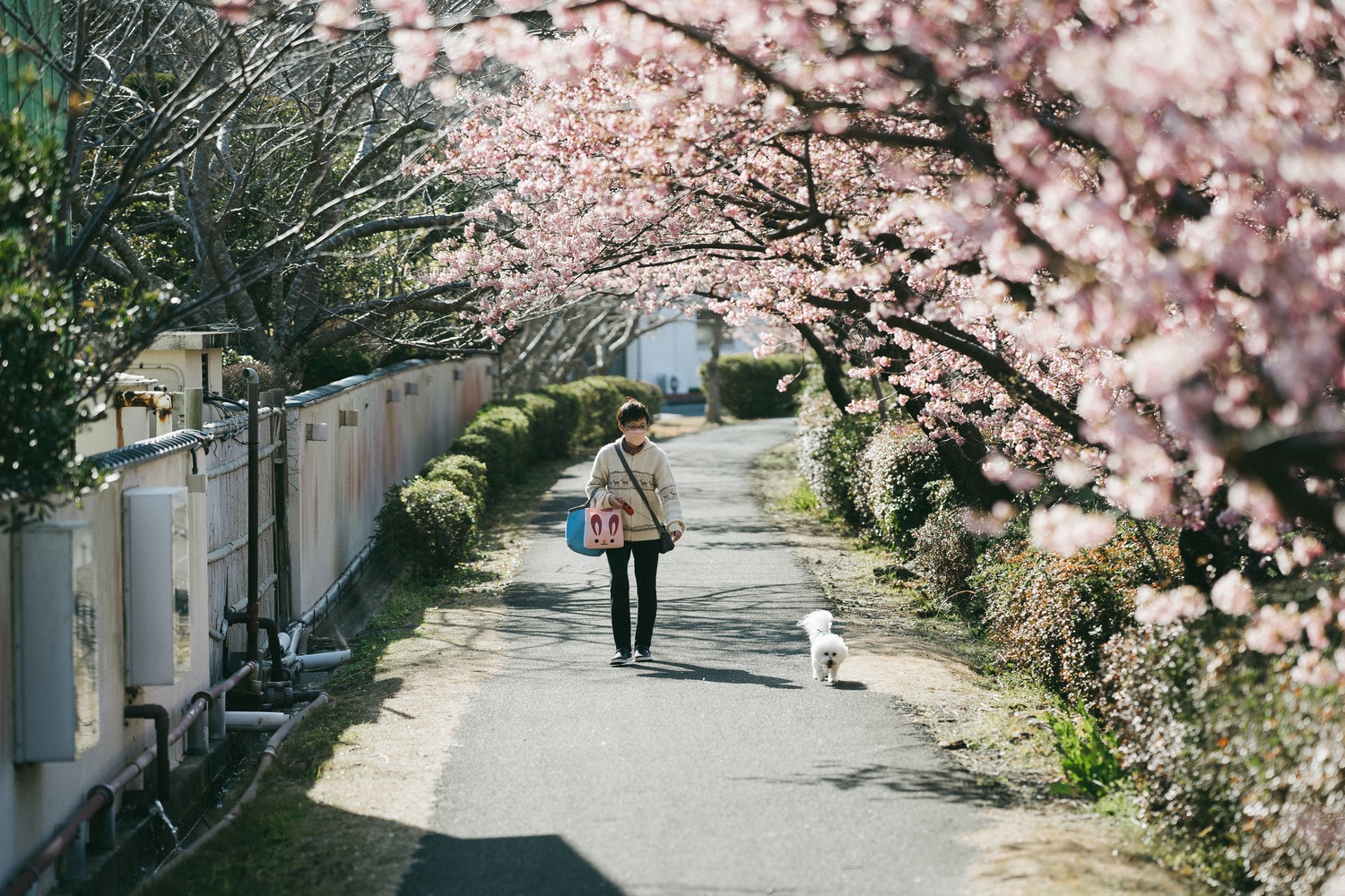 桜の見頃を迎えてものんびり散策できるのが南伊豆町の魅力