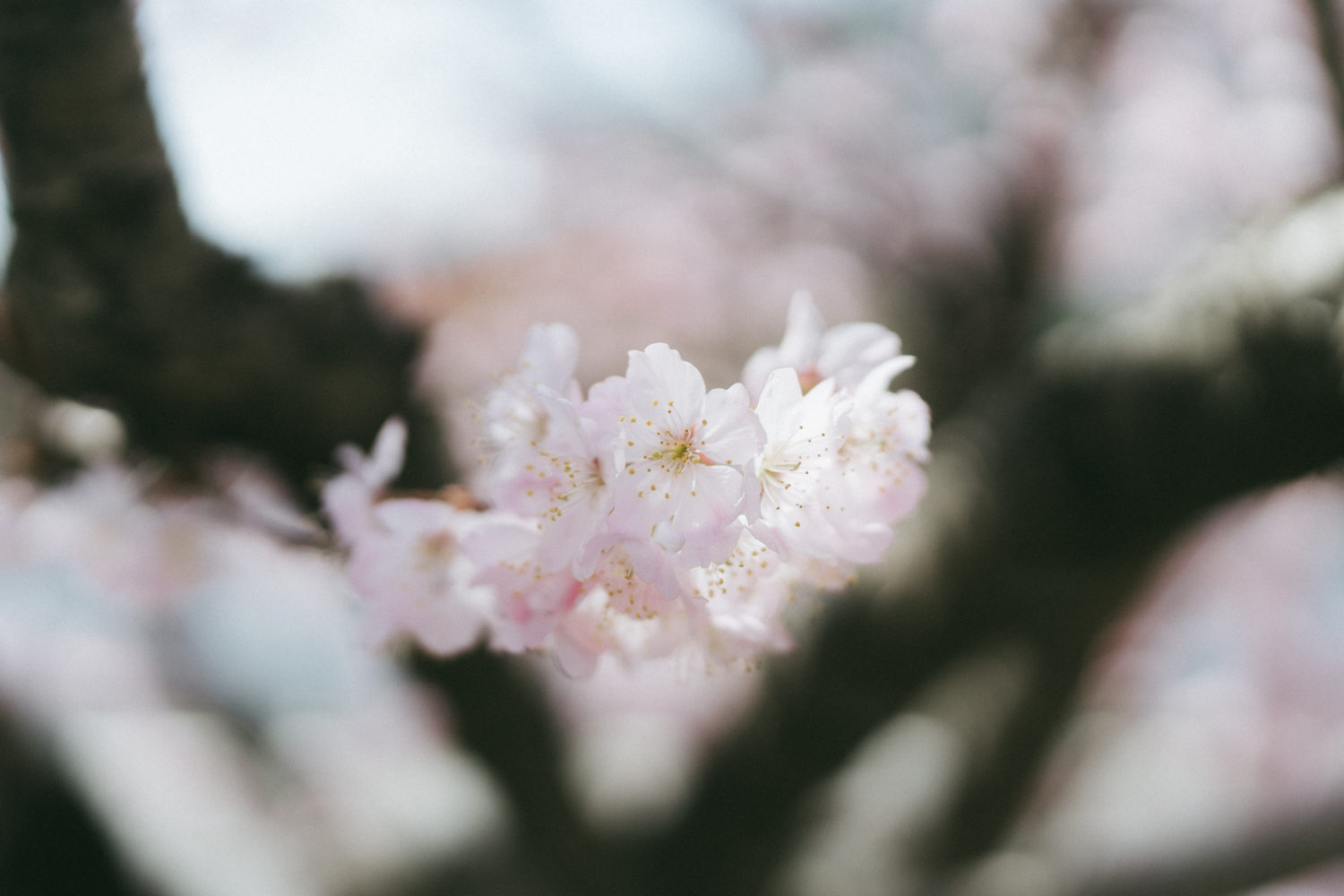 絶妙に柔らかい色合いの春めき桜