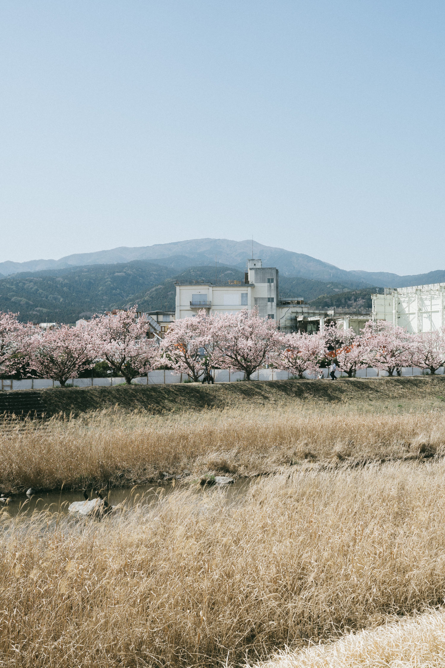 桜と富士フイルム工場