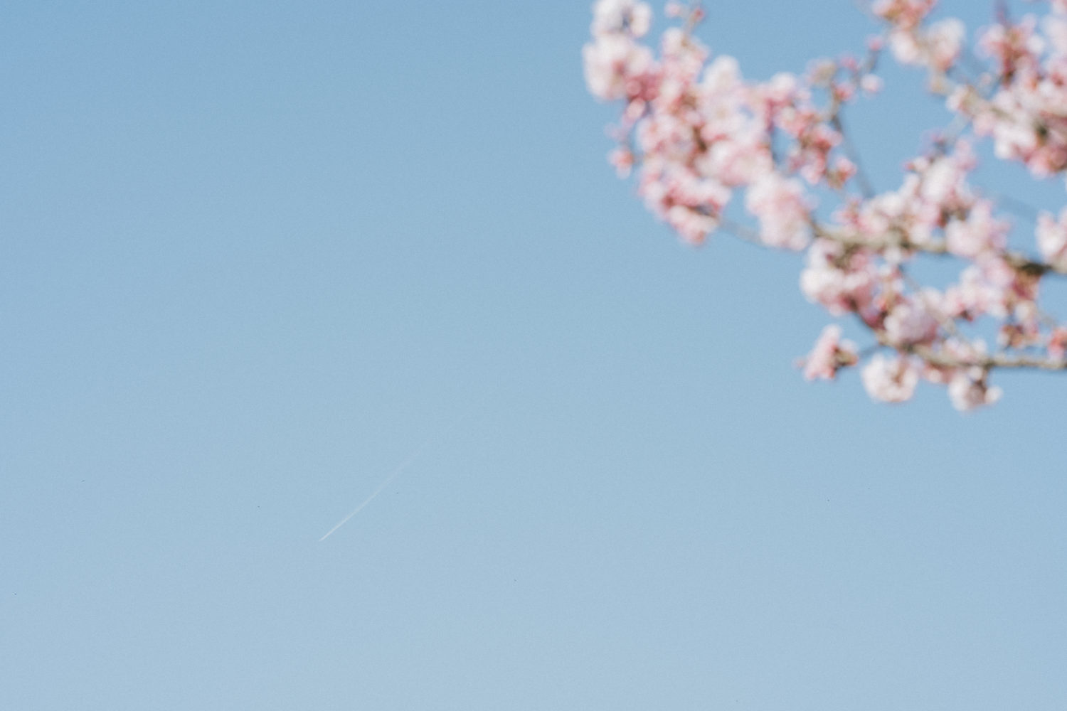 春めき桜と飛行機雲