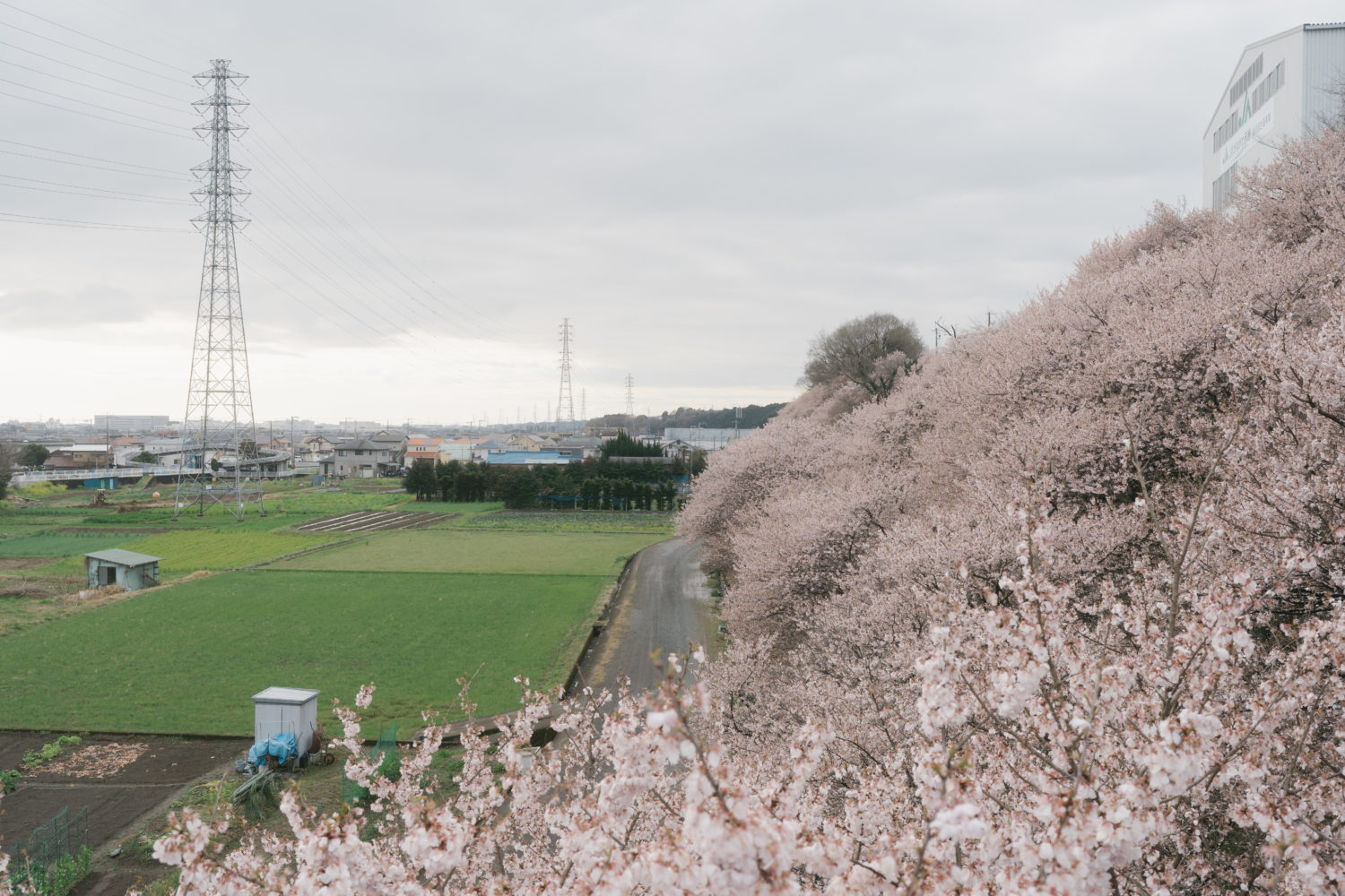 斜面一帯に「春めき桜」が植えられている