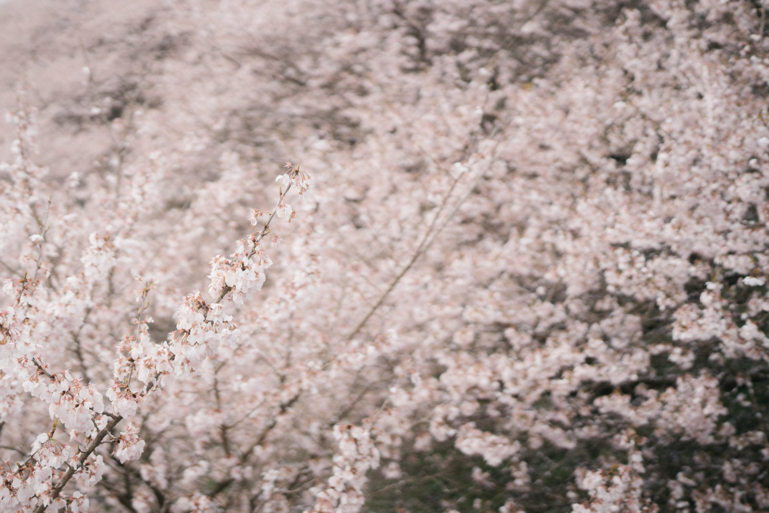 一足先に春めく桜