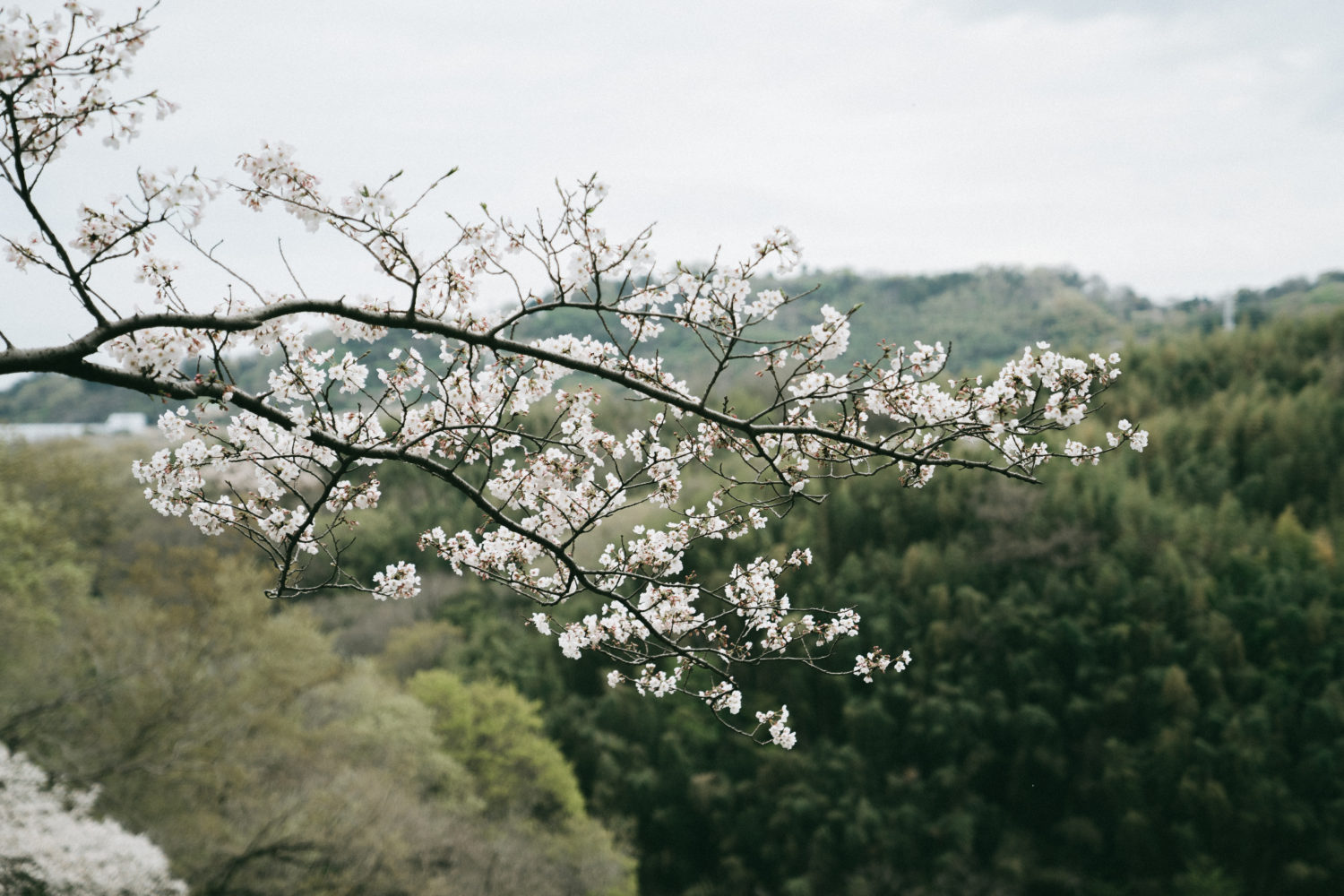 桜を見ながら遠くに広がる風景に癒される