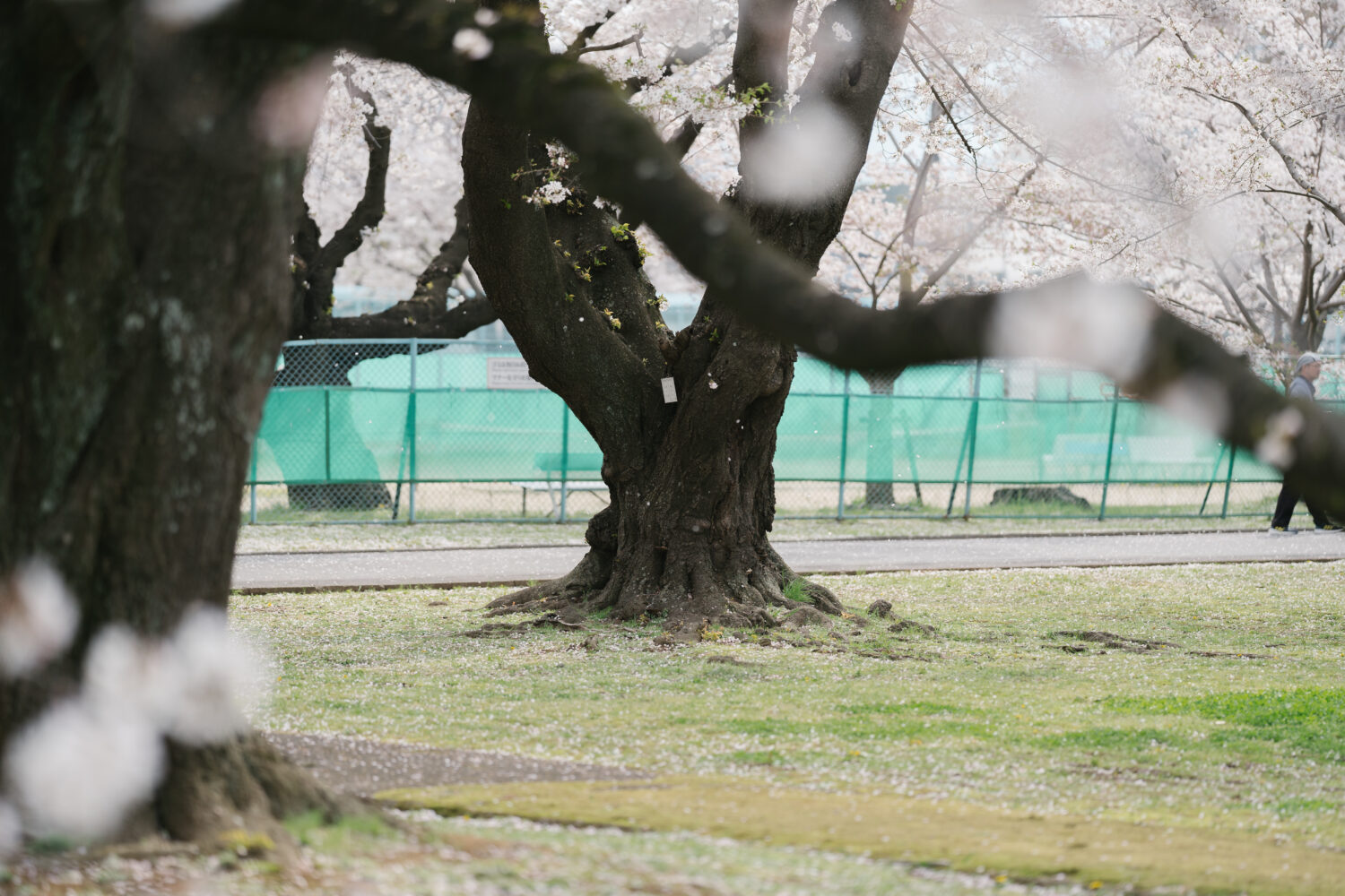 幹が立派なこと