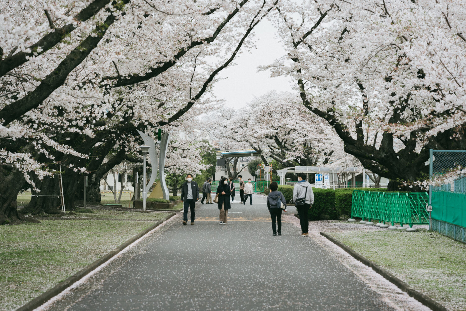 通路の両脇に咲き誇る桜