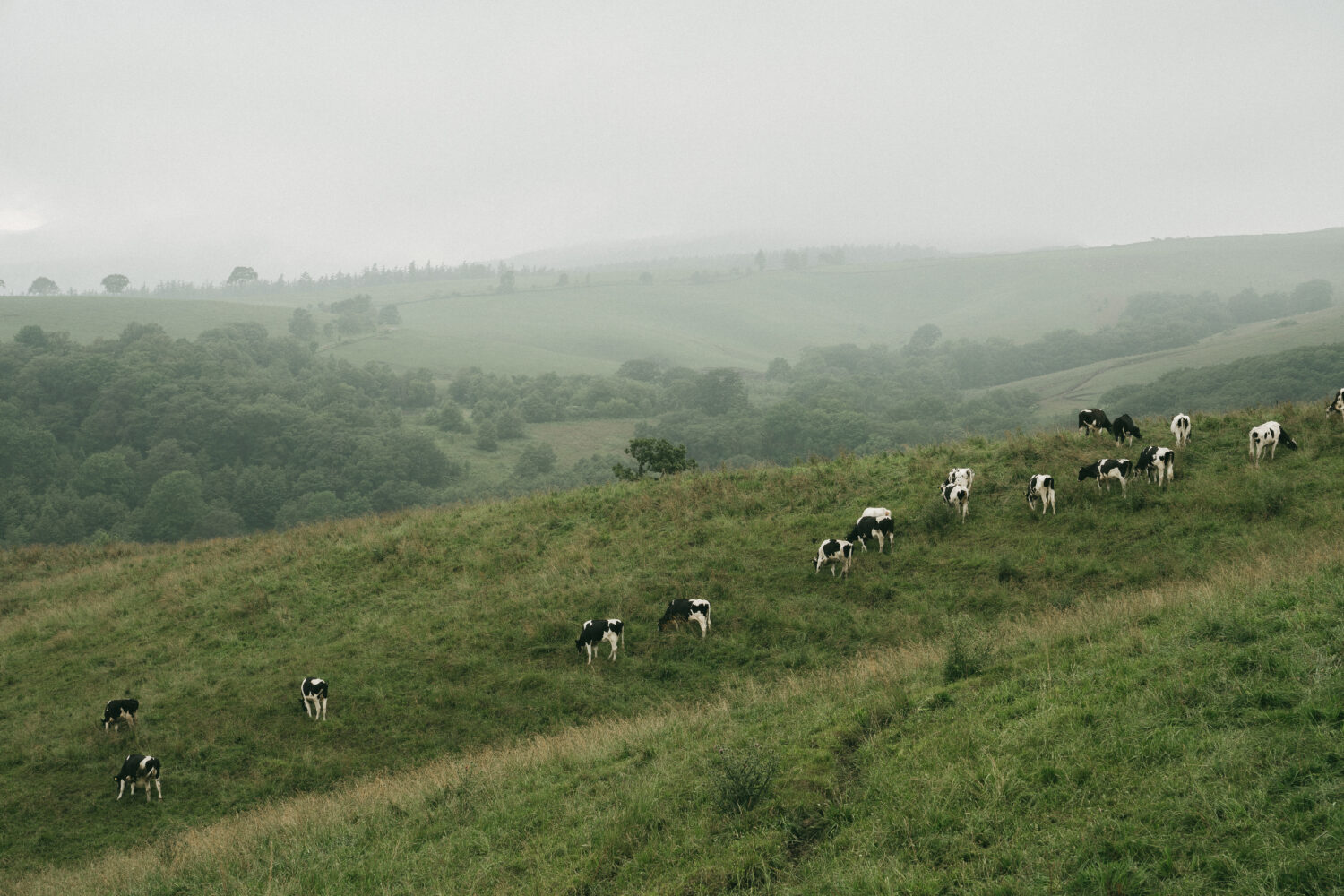 広大過ぎる牧場