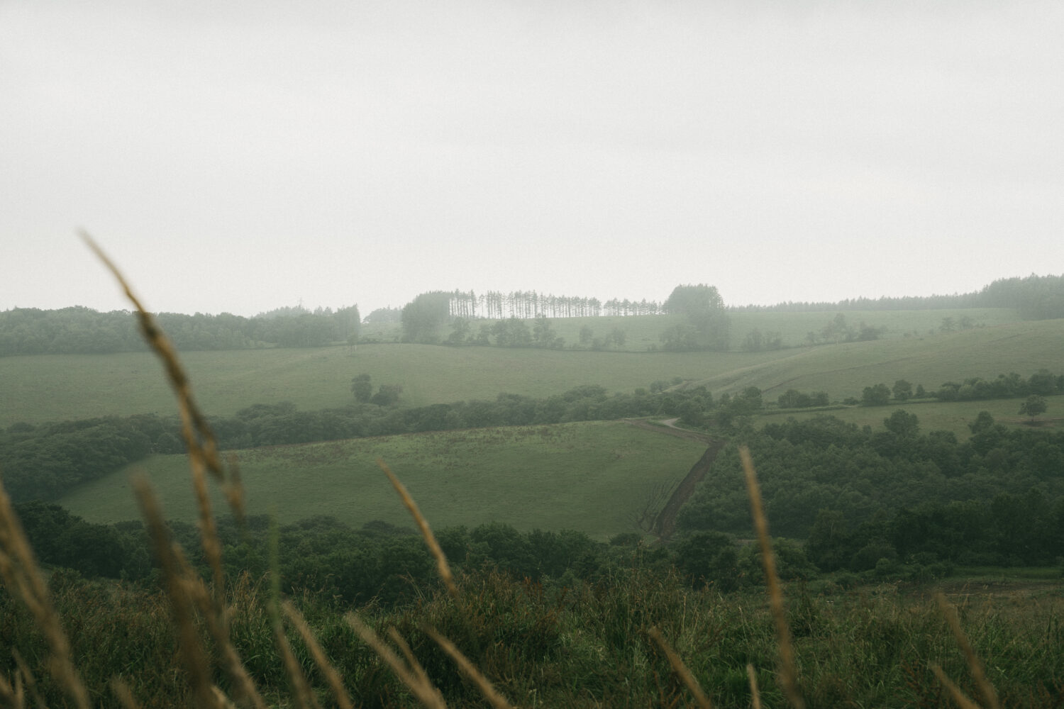 濃霧の間からたまに見えるナイタイ高原牧場の一部