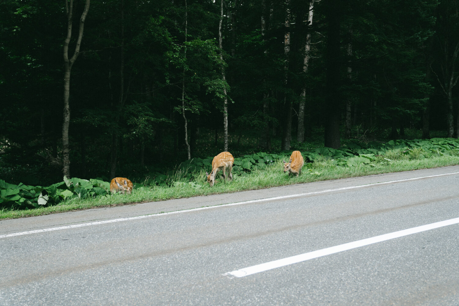 今回は穏やかな糠平湖の住人に迎え入れてもらえました