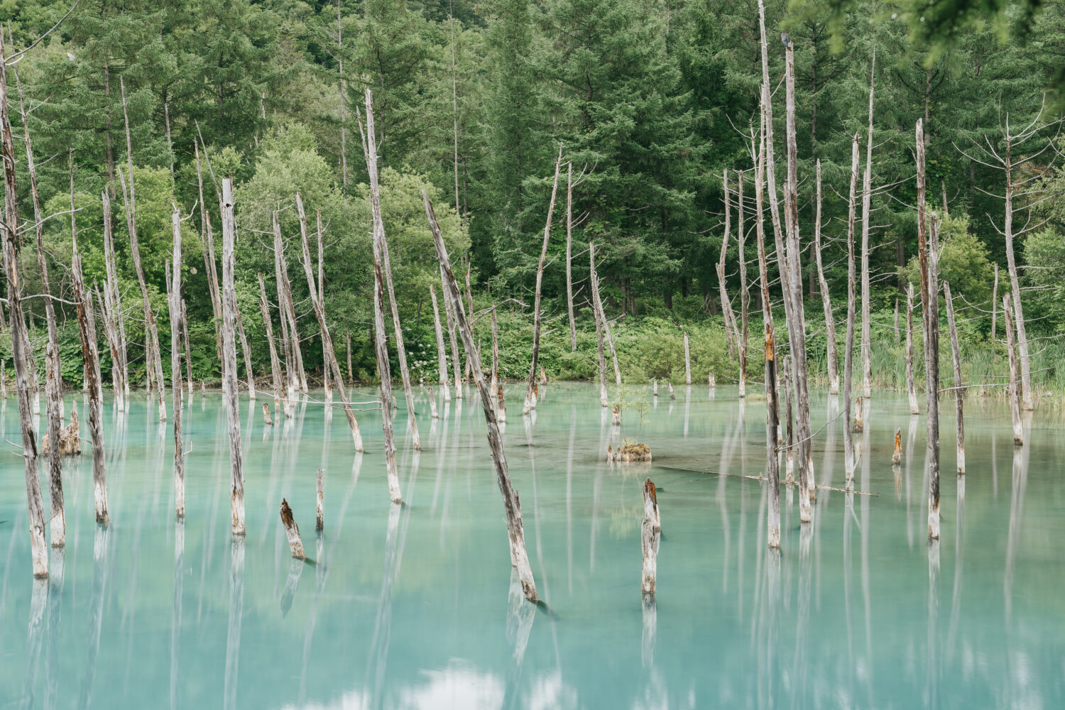 陽が当たらないと若干寂しい色に