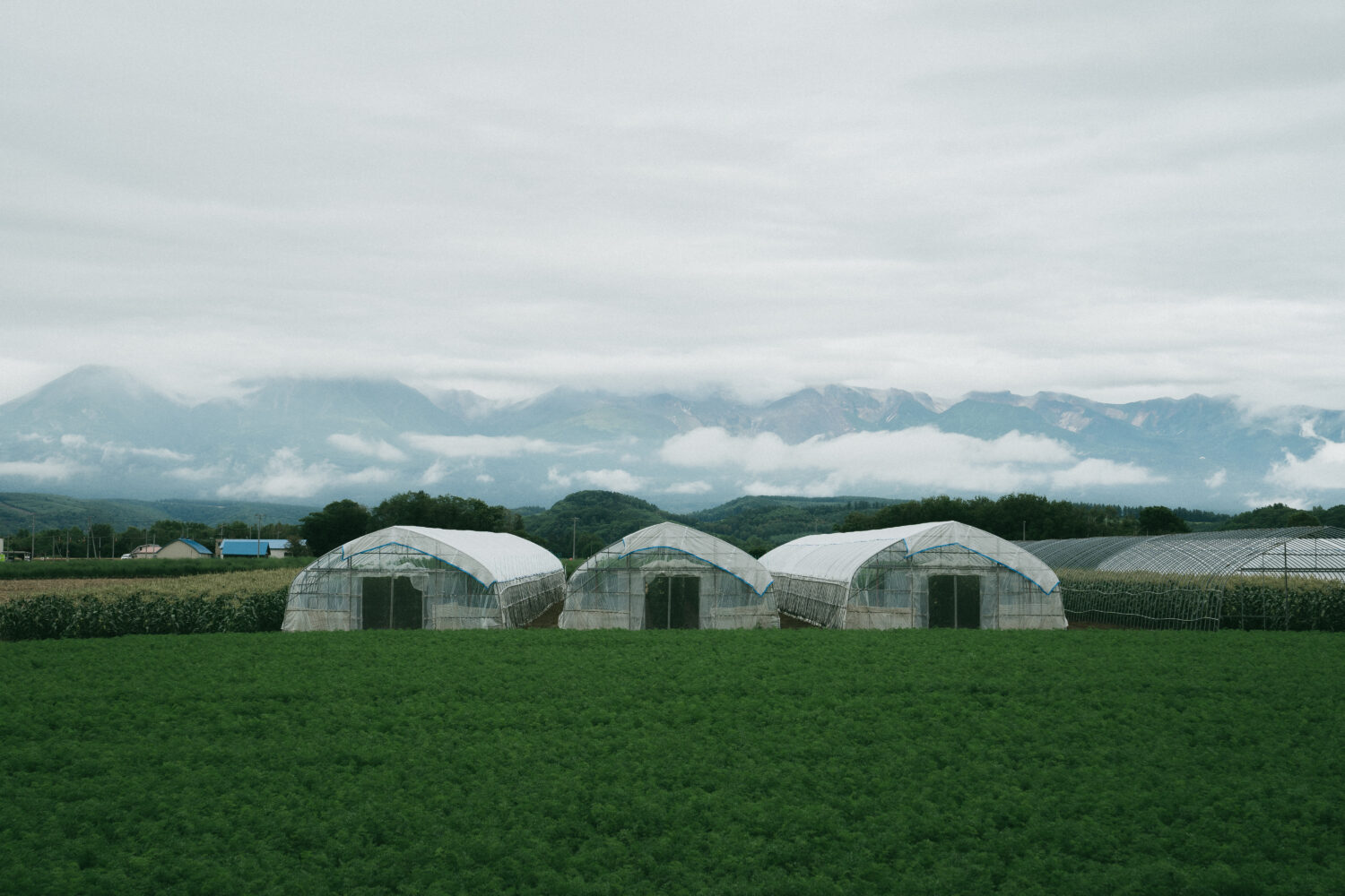 朝からどんより空ですわ。