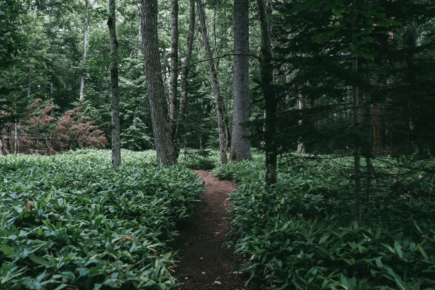 どっからでも熊が出てきそうな雰囲気はある（汗）