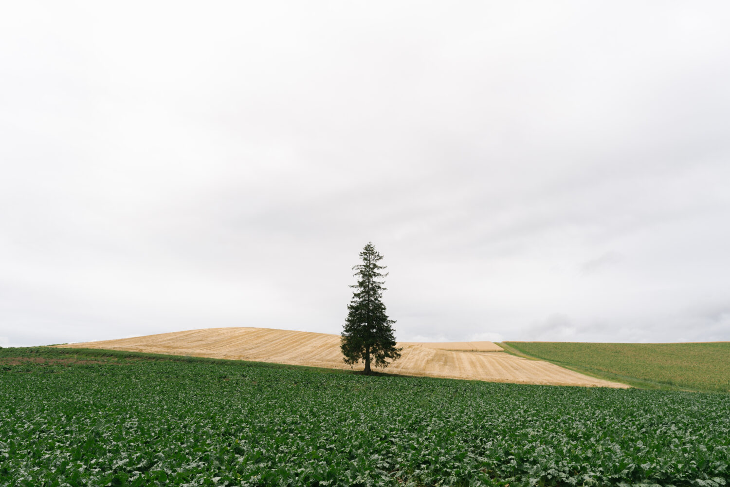 日本で最も美しいであろうクリスマスツリー